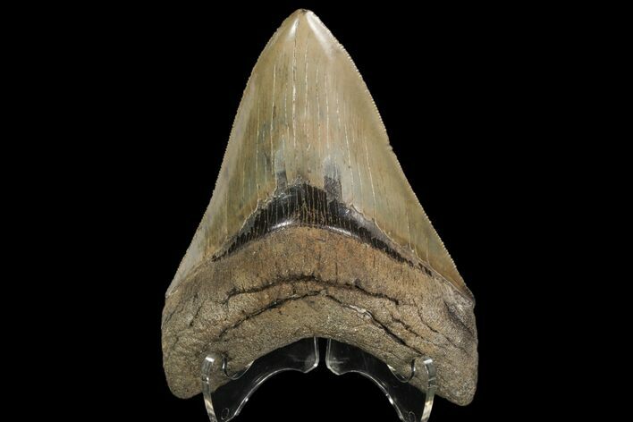 Serrated, Fossil Megalodon Tooth - Georgia #89795